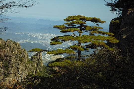 黄山迎客松