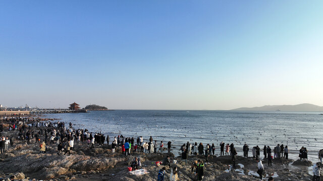 喂海鸥青岛栈桥海鸥