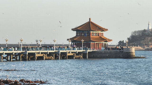 喂海鸥青岛栈桥海鸥