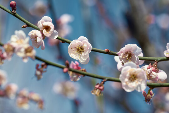 梅花特写