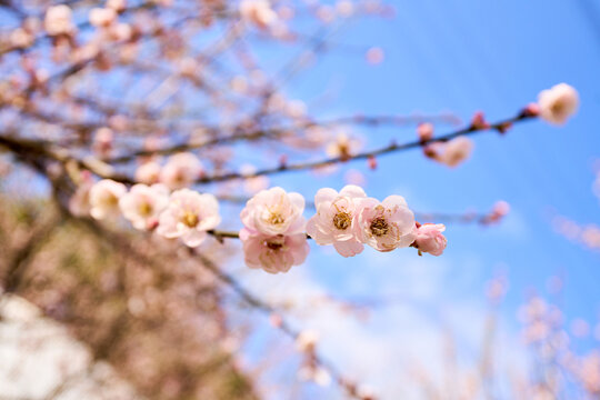 梅花绽放