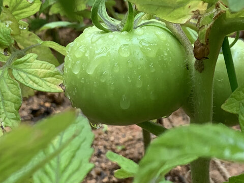 雨后西红柿