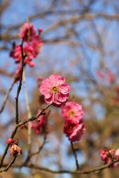 梅花