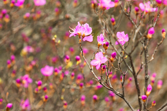 春暖花开