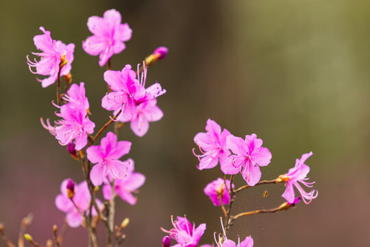 野生杜鹃花开