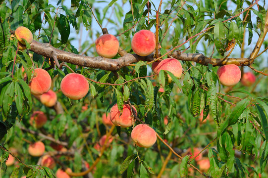 桃子种植园