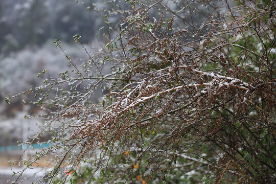 下雪冰花