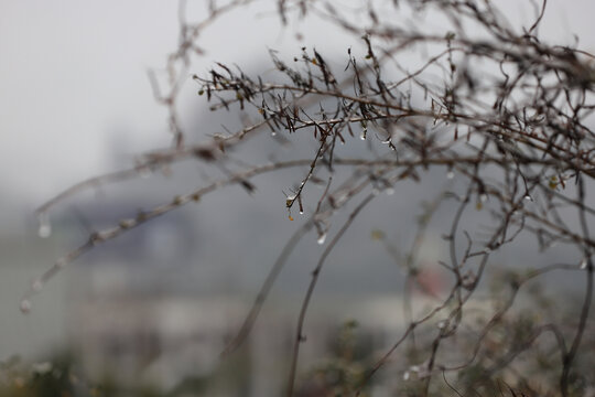 下雪冰花