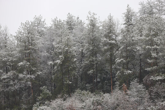 下雪冰花