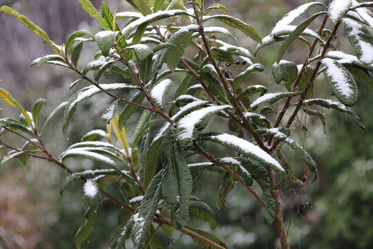 下雪雪花