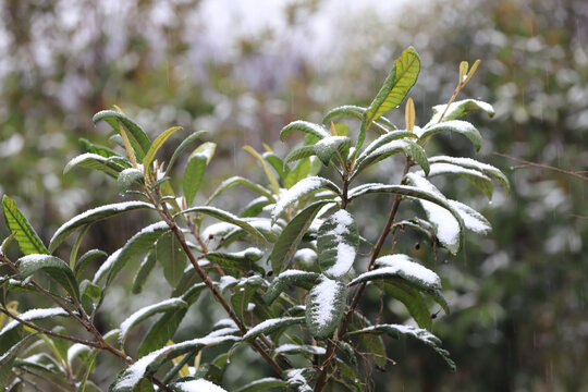 下雪雪花