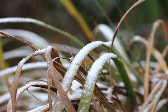 下雪雪花