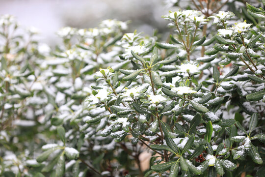 下雪雪花