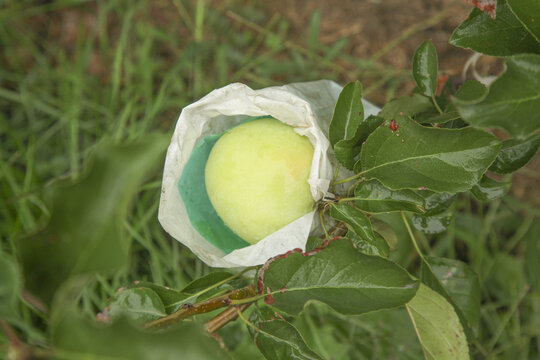 王林苹果种植