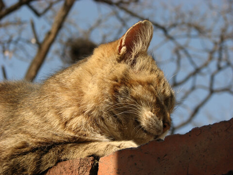 墙头休息的猫咪大特写