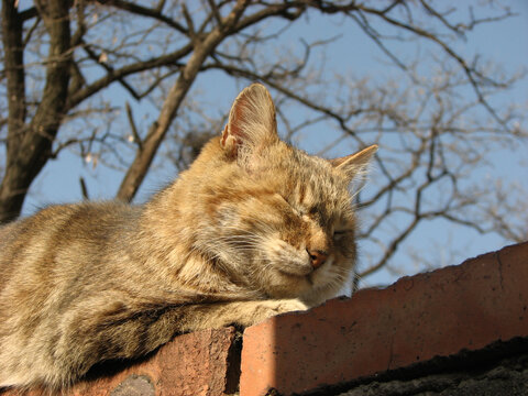 正在墙头休息的狸花猫