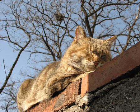 墙头休息的猫咪与鸟窝