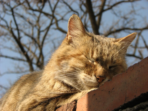 墙头休息的狸花猫特写