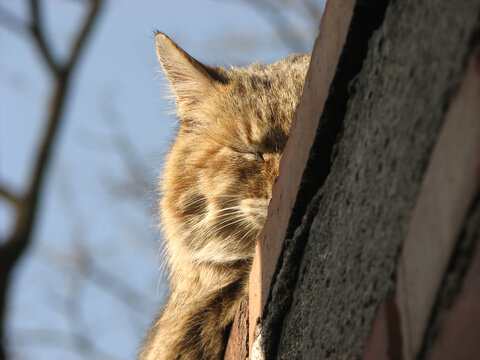 墙头休息的狸花猫