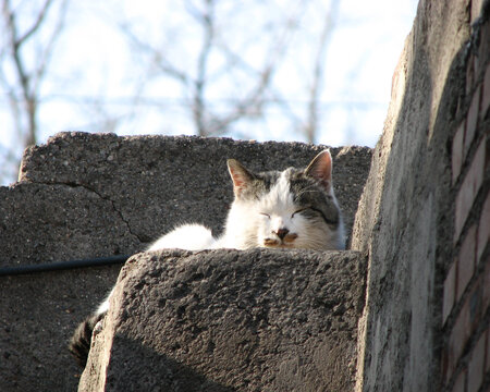 墙头上休息的黑白相间小猫咪