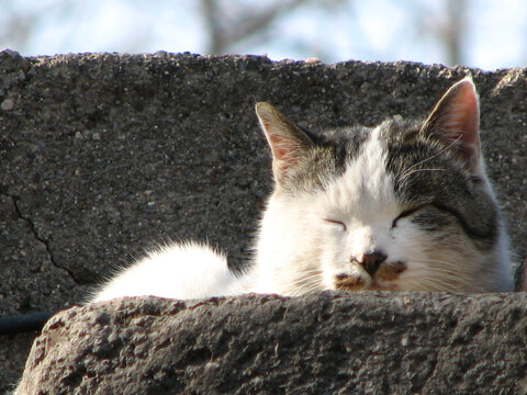 黑白相间的小猫