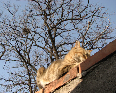 墙头休息的小猫与树