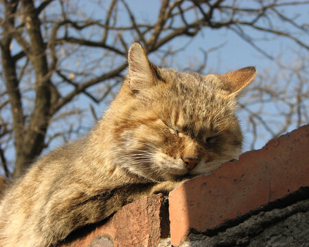 墙头休息的小猫