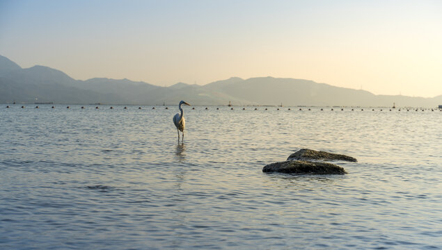 海中苍鹭