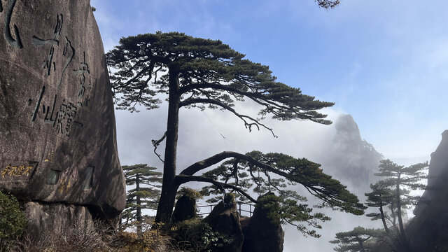 黄山迎客松