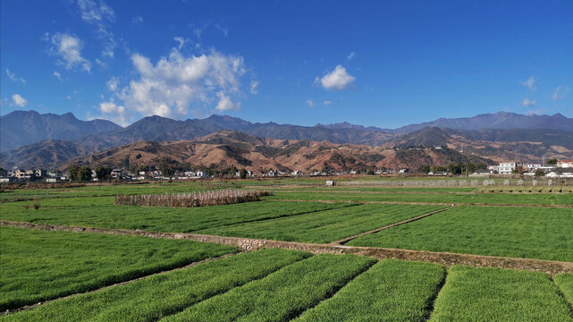 田野