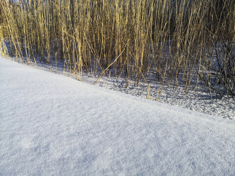 冬天雪地芦苇