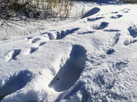 雪地脚印足迹