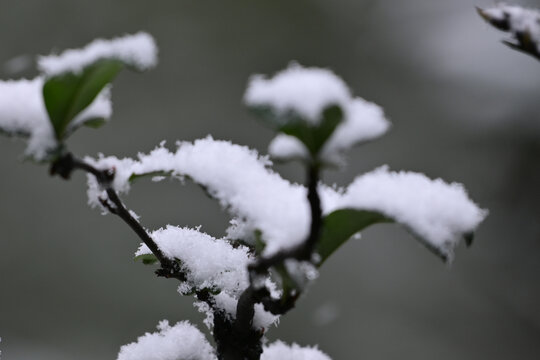 雪中美景