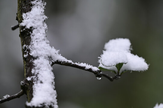 雪中美景