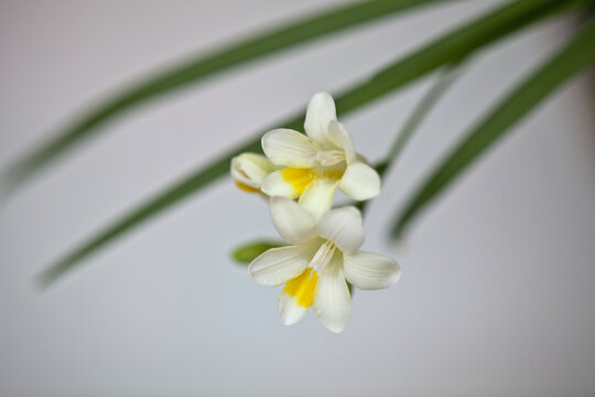 白色香雪兰花