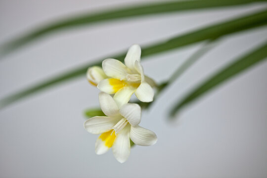 香雪兰花