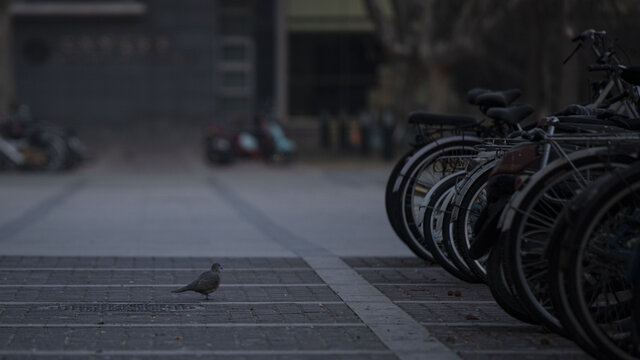 清晨自行车和布谷鸟