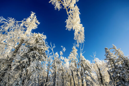 雪景雾凇