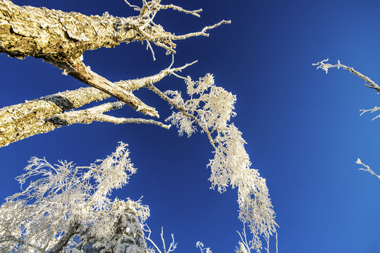 天空雪景雾凇