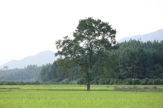 稻田树木