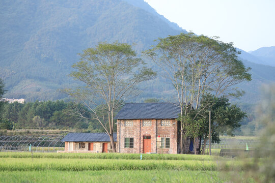 稻田小屋