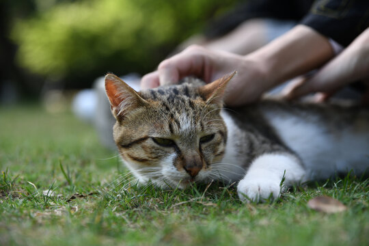 草地猫咪