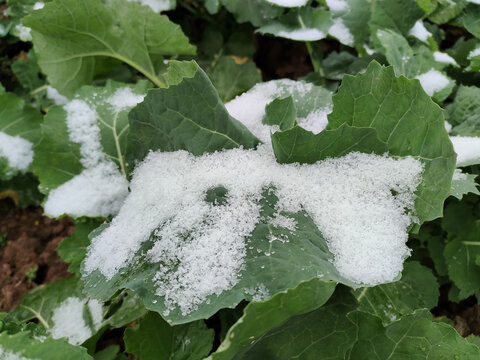 菜地雪景