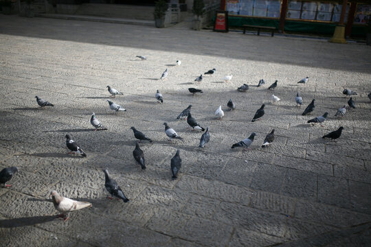 广场的鸽子