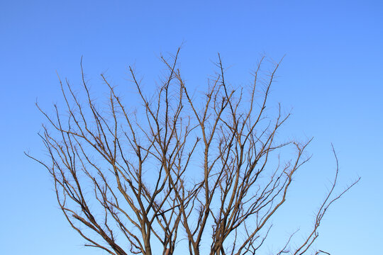 蓝色天空下的枯树