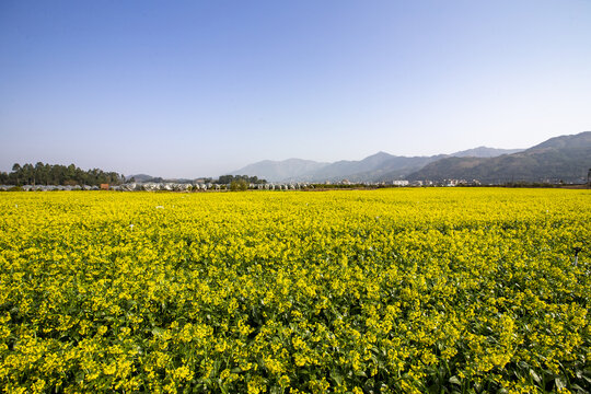 广西蒙山县蔬菜基地菜花盛开