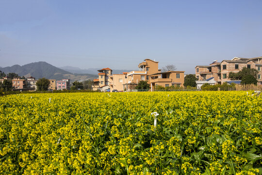 广西蒙山县蔬菜基地菜花盛开