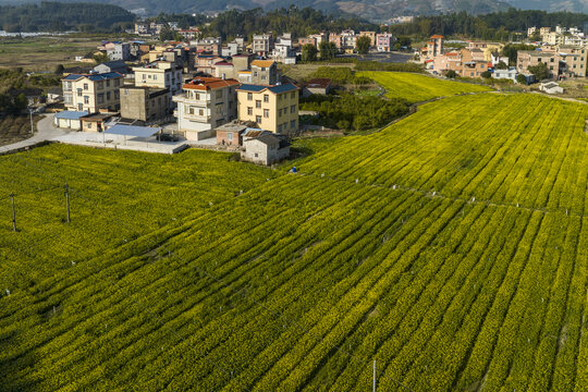 广西蒙山县蔬菜基地菜花盛开