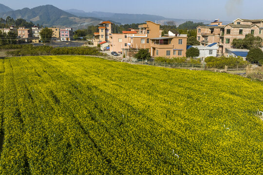 广西蒙山县蔬菜基地菜花盛开