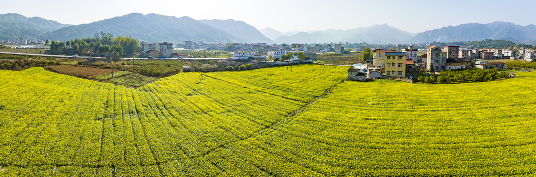 广西蒙山县蔬菜基地菜花盛开